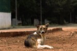 abbandona cagnolino per dispetto al figlio