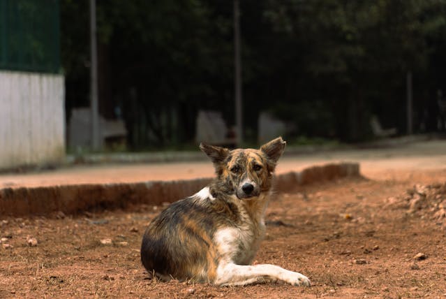 abbandona cagnolino per dispetto al figlio