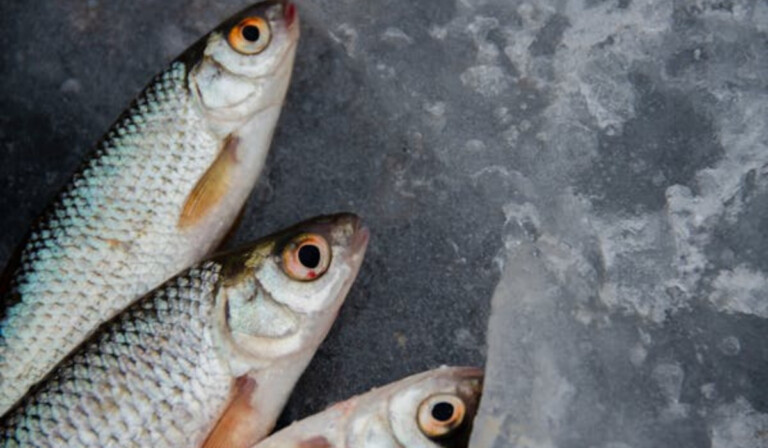 pesce sequestrato a Pomigliano D'Arco