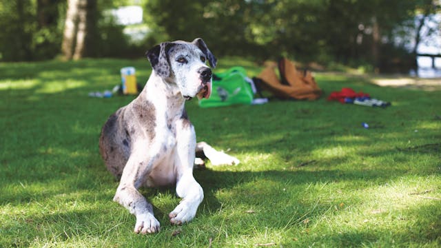 veterinario morto