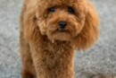 Cane sbranato a Pozzuoli