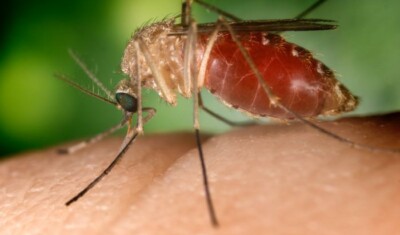 west nile campania