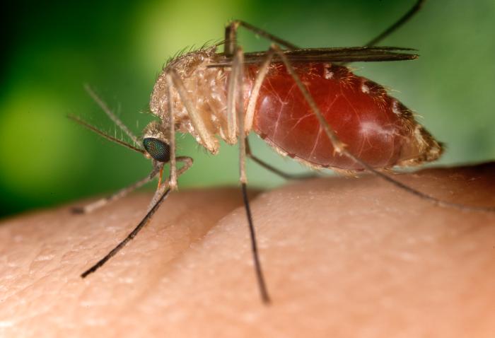 West Nile seconda vittima: aveva soggiornato a Baia Domizia west nile vittima baia domizia