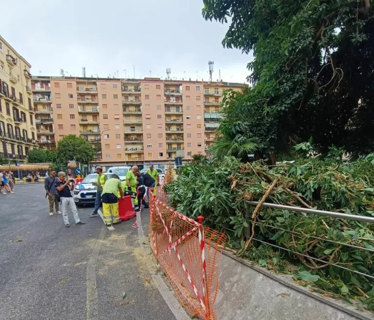 Allarme sicurezza nel Vomero: un ramo di un albero storico crolla in Piazza degli Artisti. Le polemiche e le possibili conseguenze dell'incidente.
