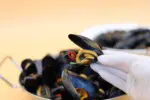 cozze