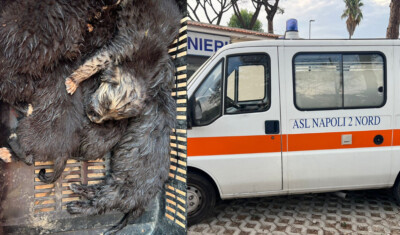 varcaturo cuccioli abbandonati