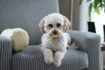 uccide il cane perché non trovava le chiavi di casa
