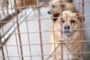 ente protezione animali condannato