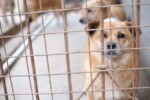 ente protezione animali condannato