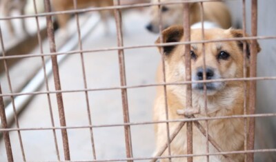 ente protezione animali condannato