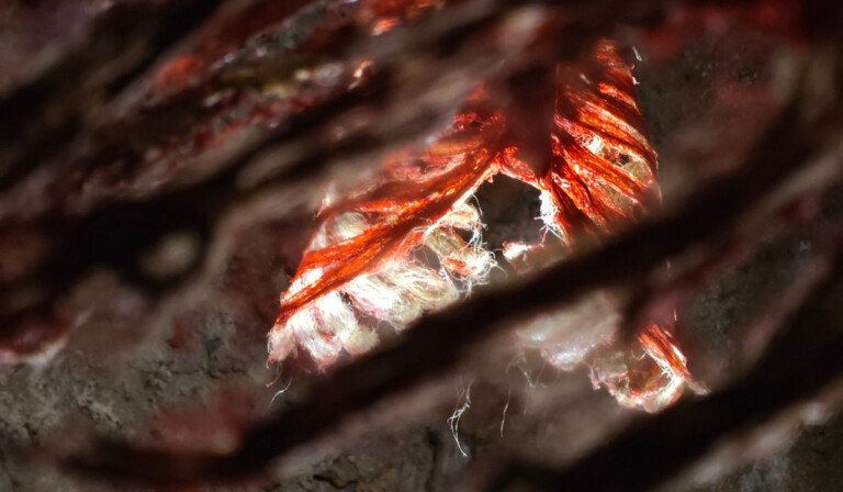 “Tessuti umani”: l’arte di Rosaria Corcione diventa messaggio universale tessuti umani di Rosaria Corcione