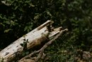 caduto albero al Vomero