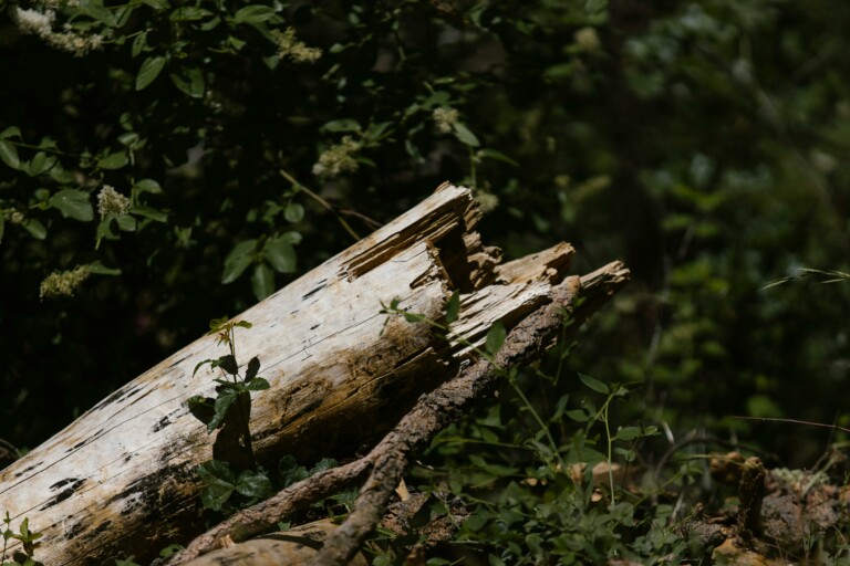 caduto albero al Vomero
