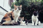 peritonite infettiva felina