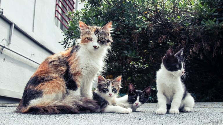 Peritonite Infettiva Felina: autorizzato un nuovo farmaco peritonite infettiva felina