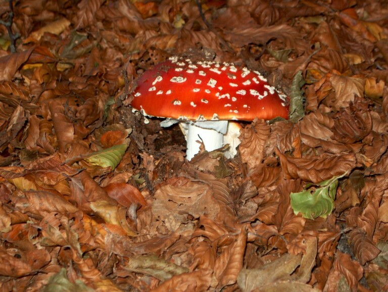 Intossicazione da funghi velenosi a Napoli