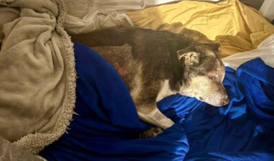 Cane picchiato a Bacoli