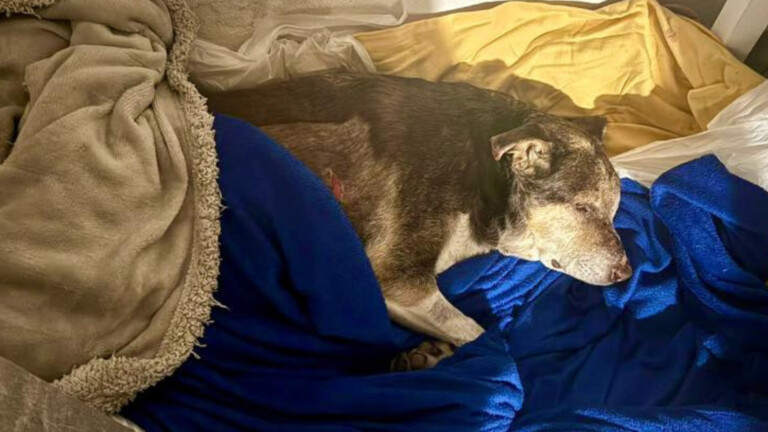 Cane picchiato a Bacoli