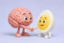 Uovo sodo protegge il cervello