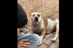 cane abbandonato Marano