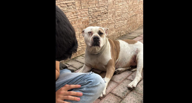 cane abbandonato Marano