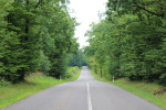 albero in strada