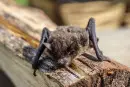 pipistrello rabbia