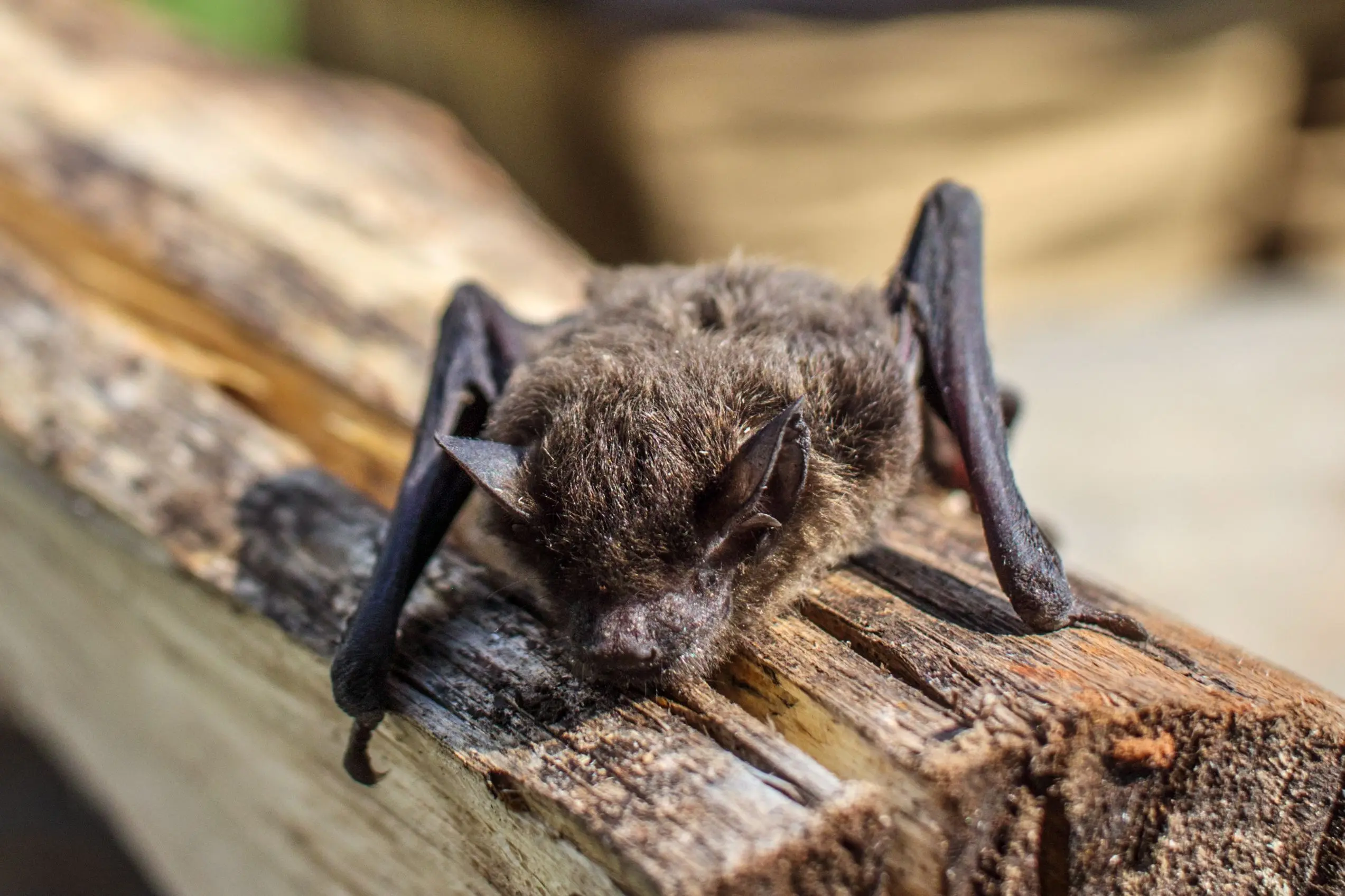 pipistrello rabbia