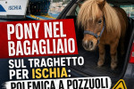 Pony nel bagagliaio di un’auto su un traghetto per Ischia, con polemica a Pozzuoli