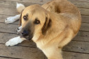giornata mondiale del cane 26 agosto