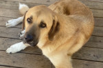 giornata mondiale del cane 26 agosto