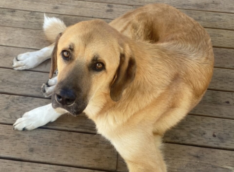 giornata mondiale del cane 26 agosto