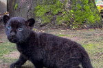 giaguaro nero allo Zoo di Napoli