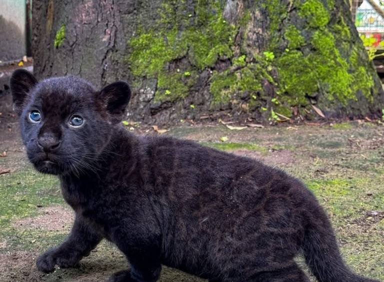 giaguaro nero allo Zoo di Napoli