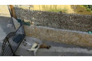cane muore a casoria sotto il sole