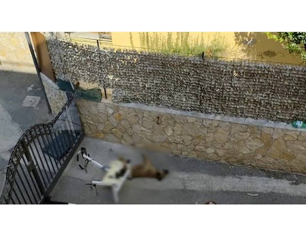 cane muore a casoria sotto il sole